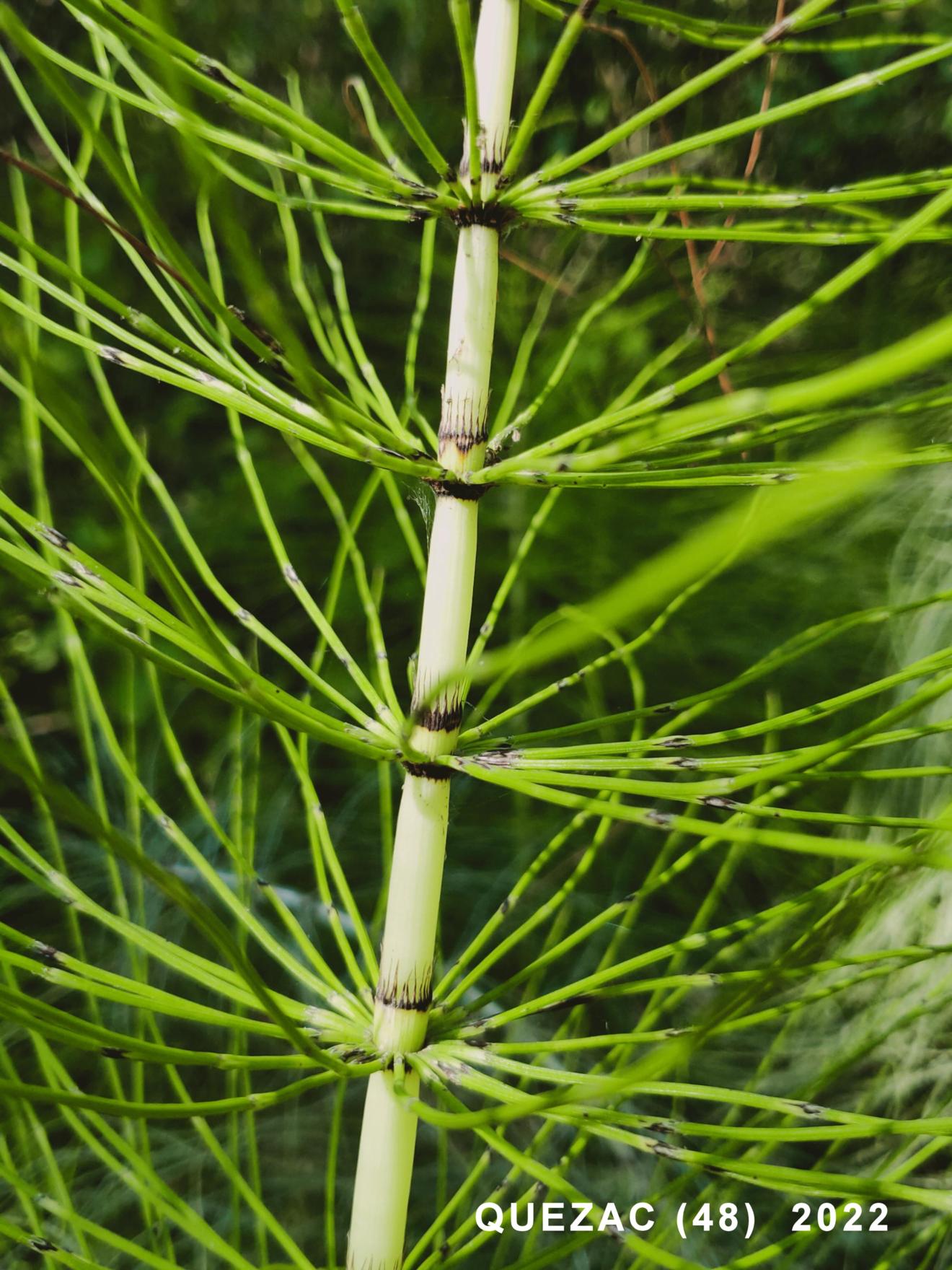 Horsetail, Great